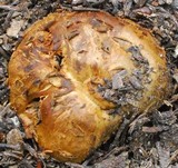 Cortinarius pinguis image