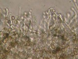 Phaeomarasmius rimulincola image