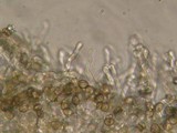 Phaeomarasmius rimulincola image
