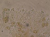 Phaeomarasmius rimulincola image
