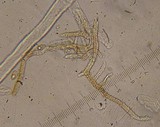 Phaeomarasmius rimulincola image