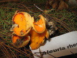 Sowerbyella rhenana image
