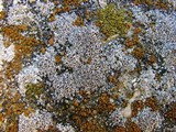 Myriolecis dispersa image