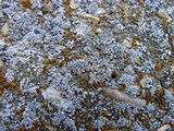 Myriolecis dispersa image
