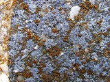 Myriolecis dispersa image