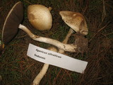 Agaricus tlaxcalensis image