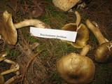 Tricholoma luridum image