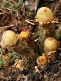 Calostoma lutescens image