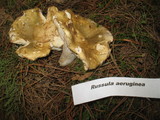 Russula aeruginea image
