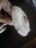 Chlorophyllum hortense image