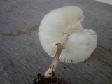 Chlorophyllum hortense image