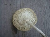 Chlorophyllum hortense image