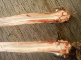 Chlorophyllum hortense image