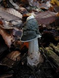 Phallus ravenelii image