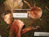 Hygrophorus russula image