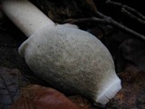 Phallus ravenelii image