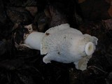 Phallus ravenelii image