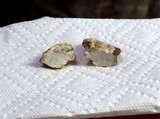 Trametes suaveolens image