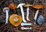 Cortinarius pinguis image
