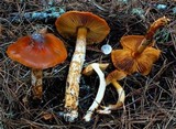 Cortinarius pinguis image