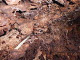 Pluteus floridanus image