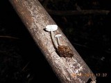 Pluteus floridanus image