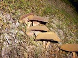 Bothia castanella image