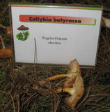 Rhodocollybia butyracea image