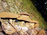 Bothia castanella image