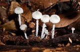 Tetrapyrgos nigripes image