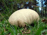 Calvatia cyathiformis image
