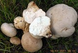 Calvatia cyathiformis image