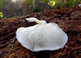 Crepidotus alabamensis image