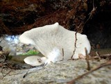 Crepidotus alabamensis image
