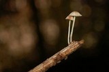 Mycena maculata image