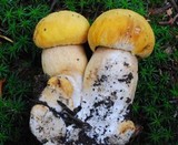 Boletus fibrillosus image