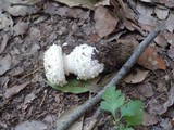 Amanita gracilior image