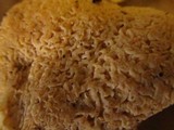Cantharellus subalbidus image