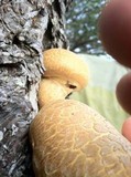 Gymnopilus ventricosus image