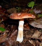 Armillaria gallica image