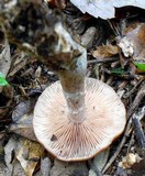 Armillaria gallica image