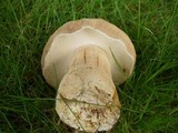 Boletus variipes image