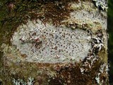 Lecanora argentata image