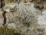 Lecanora argentata image