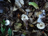 Lepiota fusciceps image