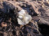 Arrhenia epichysium image