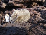 Arrhenia epichysium image