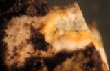 Xanthoparmelia cumberlandia image