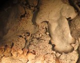 Xanthoparmelia cumberlandia image