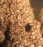 Xanthoparmelia cumberlandia image